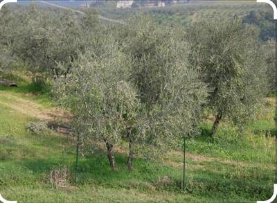terreno agricolo in vendita a Capraia e Limite in zona Castra