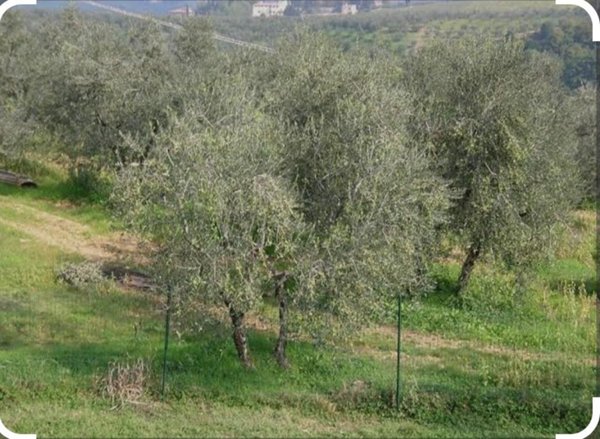 terreno agricolo in vendita a Capraia e Limite in zona Castra