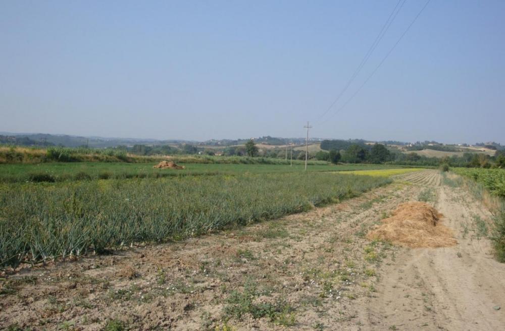 terreno agricolo in vendita a Castelfiorentino