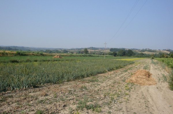 terreno in vendita a Castelfiorentino