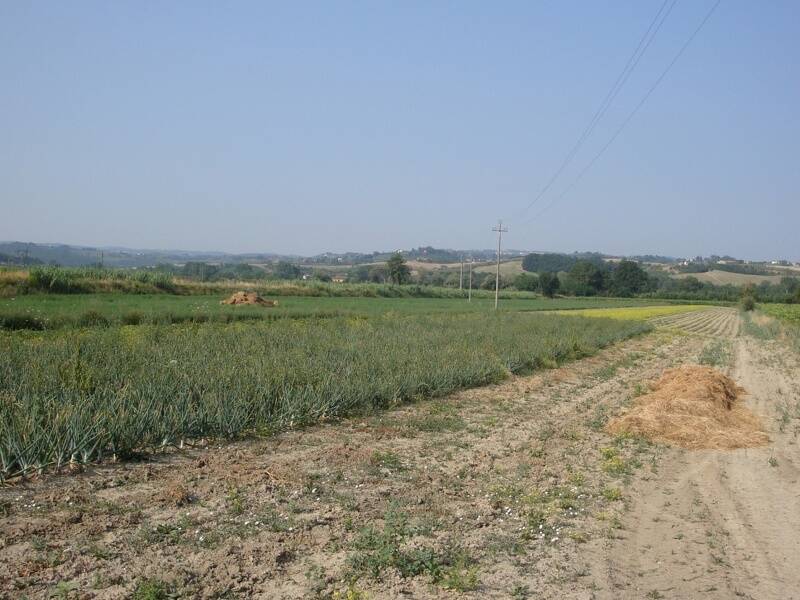 terreno agricolo in vendita a Castelfiorentino