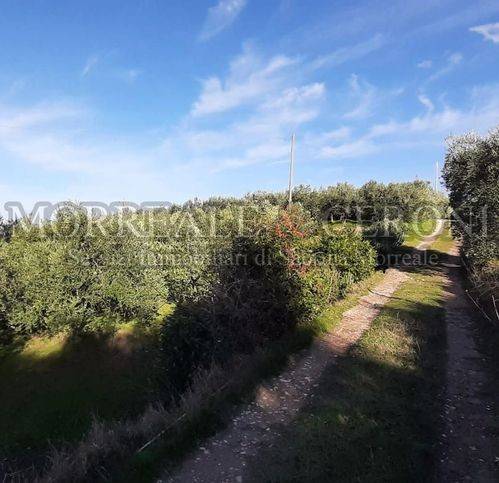 terreno agricolo in vendita a Castelfiorentino in zona Dogana