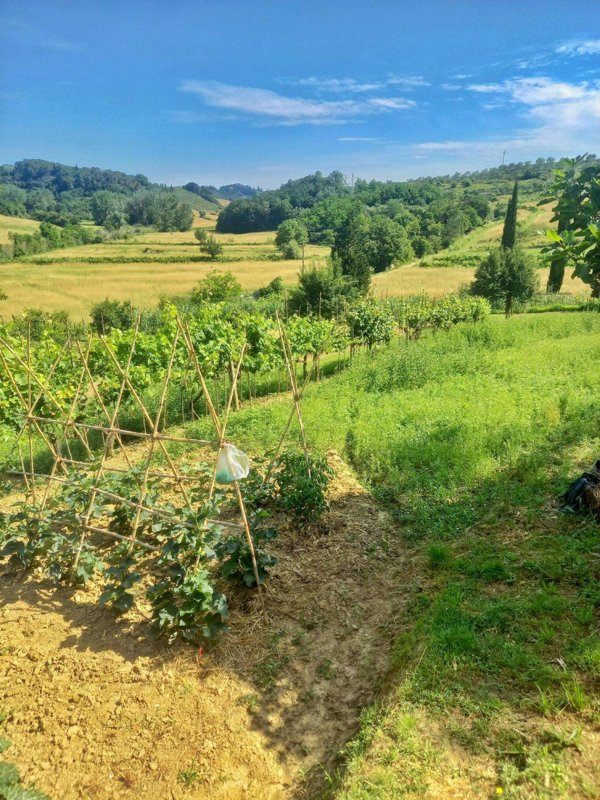 terreno agricolo in vendita a Castelfiorentino