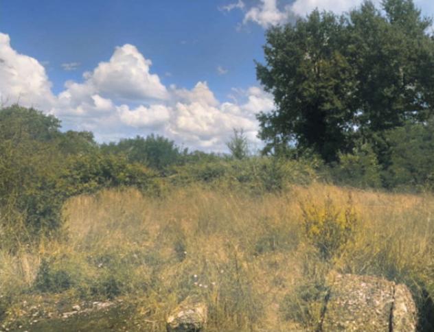 terreno agricolo in vendita a Castelfiorentino