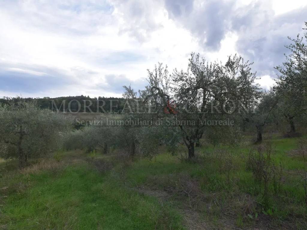 terreno agricolo in vendita a Castelfiorentino in zona Cambiano