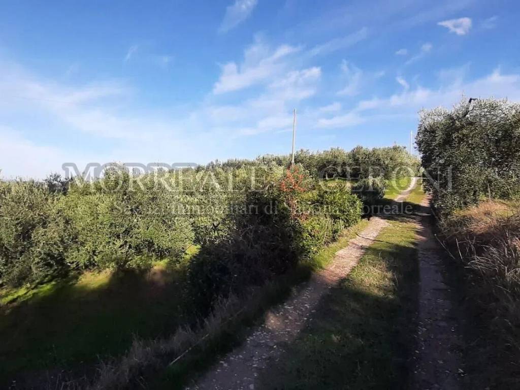 terreno agricolo in vendita a Castelfiorentino in zona Dogana