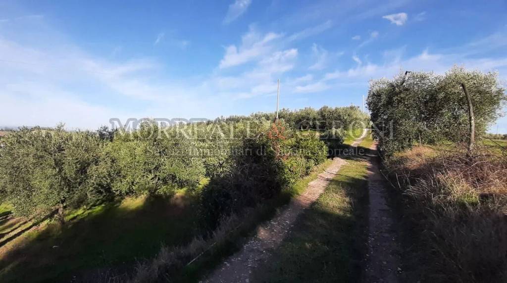 terreno agricolo in vendita a Castelfiorentino in zona Dogana