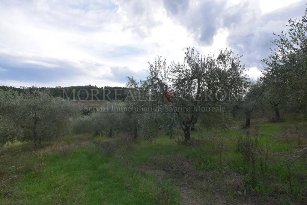 terreno agricolo in vendita a Castelfiorentino in zona Cambiano
