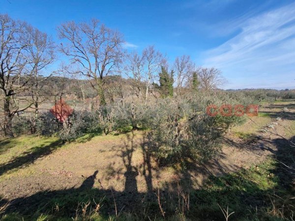 terreno agricolo in vendita a Castelfiorentino