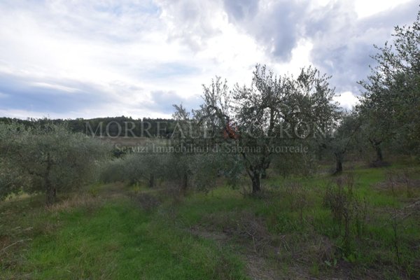 terreno agricolo in vendita a Castelfiorentino