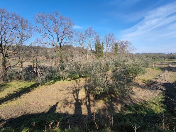 terreno agricolo in vendita a Castelfiorentino