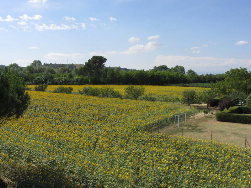 terreno in vendita a Castelfiorentino in zona Dogana