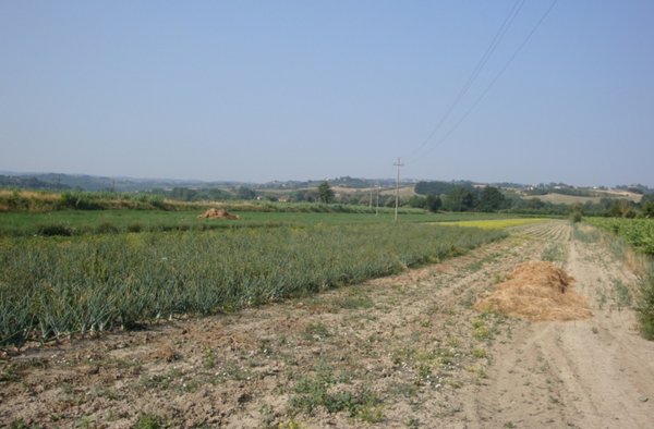 terreno in vendita a Castelfiorentino