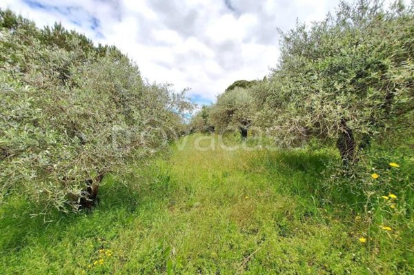 terreno agricolo in vendita a Cerreto Guidi