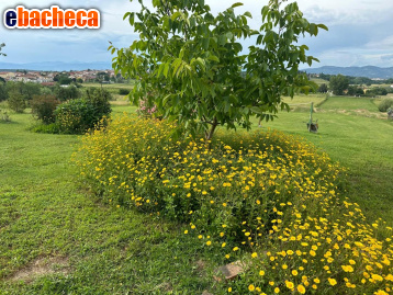 casa indipendente in vendita a Cerreto Guidi