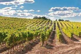 casa indipendente in vendita a Cerreto Guidi