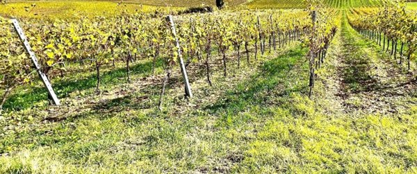 terreno agricolo in vendita a Cerreto Guidi