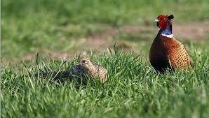 negozio in vendita a Cerreto Guidi