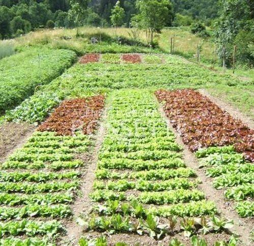 terreno agricolo in vendita a Cerreto Guidi