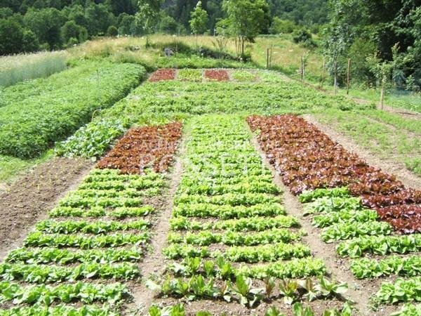 terreno agricolo in vendita a Cerreto Guidi in zona Bassa