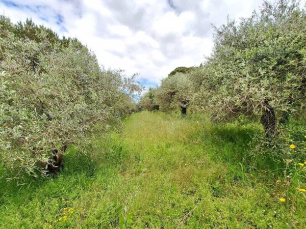 terreno agricolo in vendita a Cerreto Guidi in zona San Zio