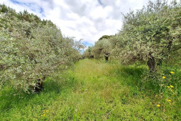 terreno agricolo in vendita a Cerreto Guidi