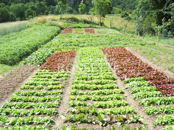 terreno agricolo in vendita a Cerreto Guidi in zona Bassa