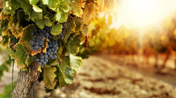 azienda agricola in vendita a Certaldo