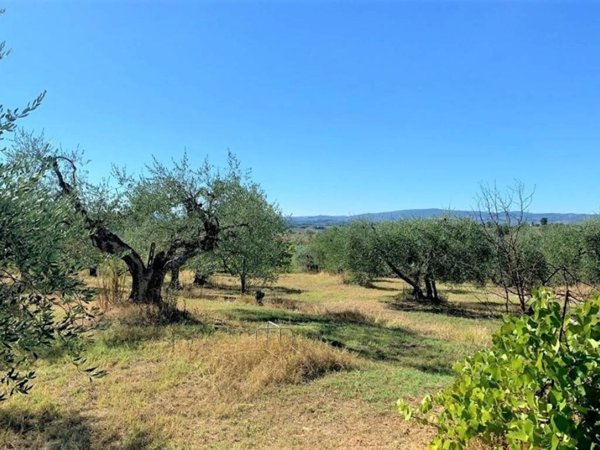 terreno agricolo in vendita a Certaldo in zona Sciano