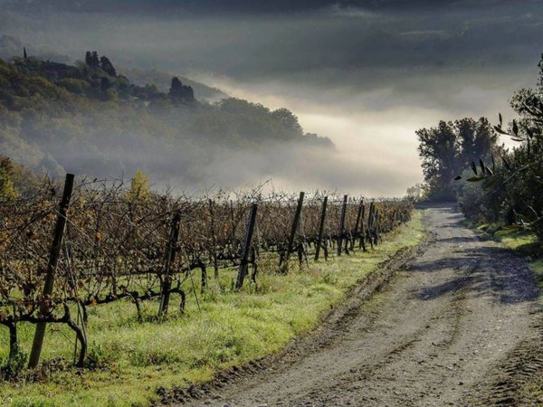 azienda agricola in vendita a Certaldo