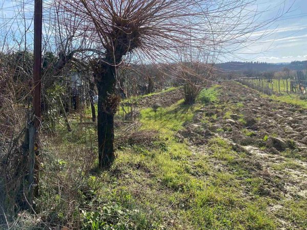 terreno agricolo in vendita a Certaldo