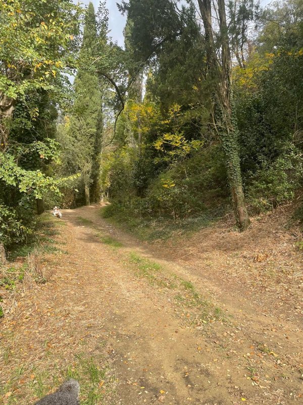terreno agricolo in vendita a Certaldo