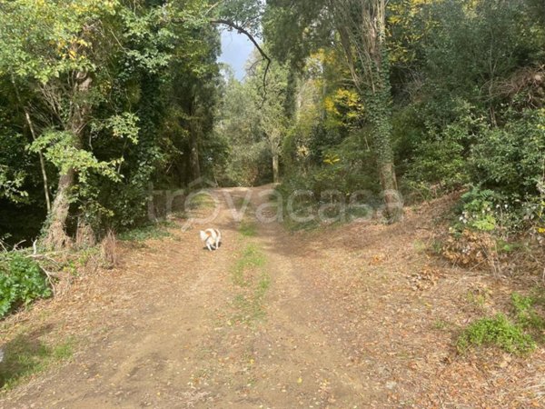 terreno agricolo in vendita a Certaldo