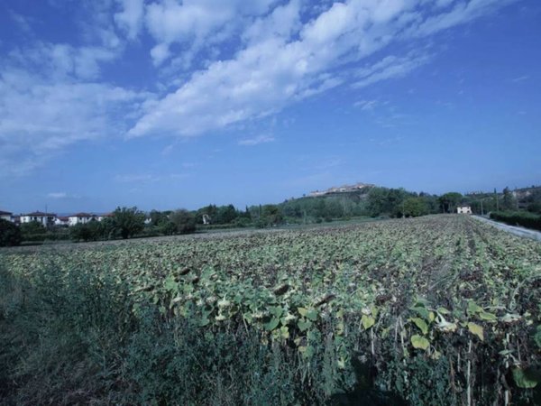 terreno agricolo in vendita a Certaldo in zona Sciano