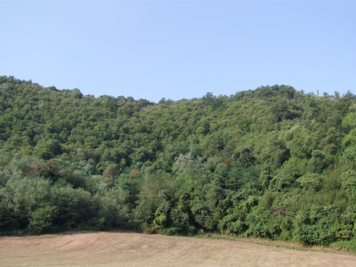 terreno agricolo in vendita a Dicomano