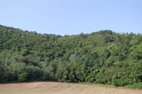 terreno agricolo in vendita a Dicomano