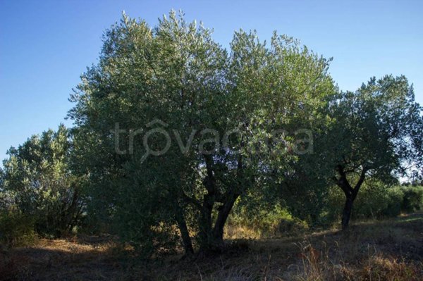 terreno agricolo in vendita ad Empoli in zona Monterappoli