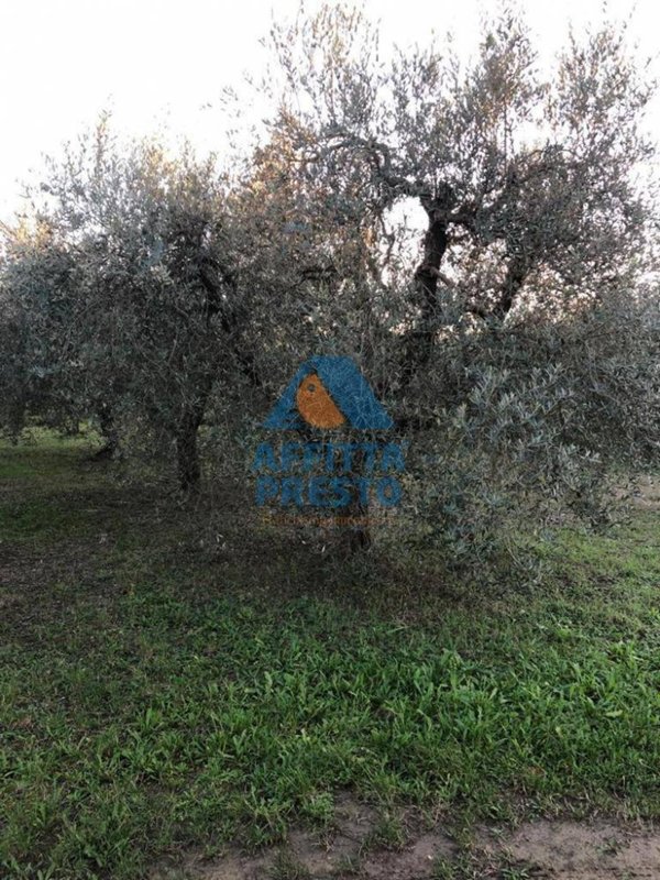 terreno agricolo in vendita ad Empoli in zona Marcignana