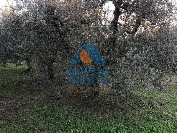 terreno agricolo in vendita ad Empoli in zona Marcignana