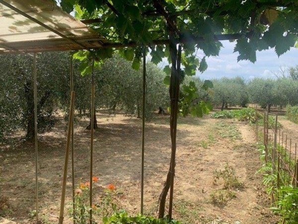 terreno agricolo in vendita ad Empoli