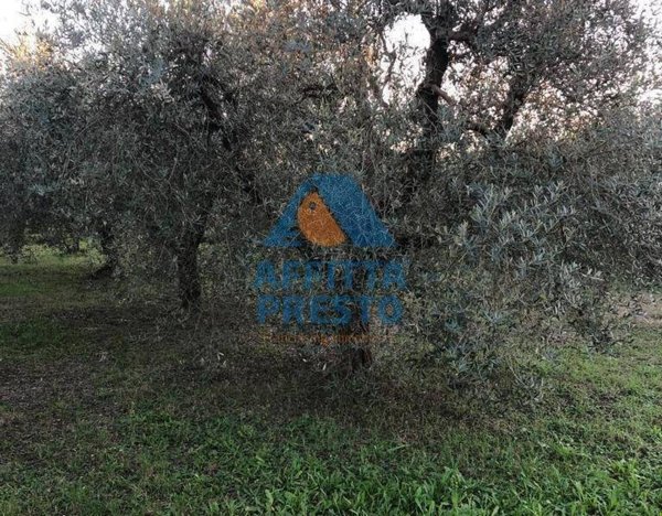terreno agricolo in vendita ad Empoli in zona Marcignana