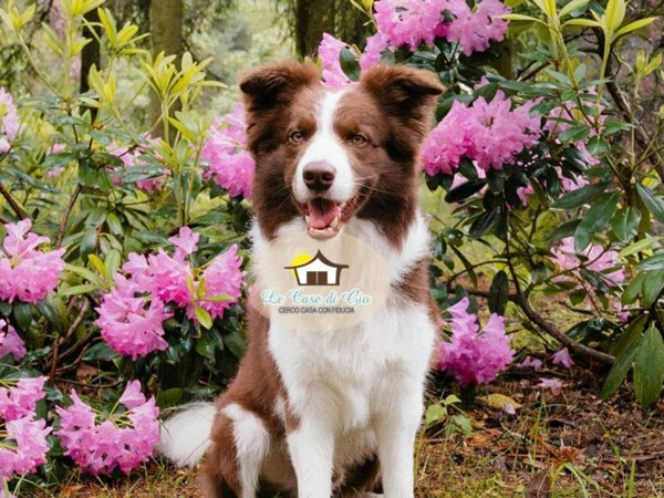 casa indipendente in vendita ad Empoli in zona Monterappoli
