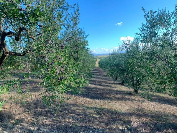 terreno agricolo in vendita ad Empoli in zona Corniola