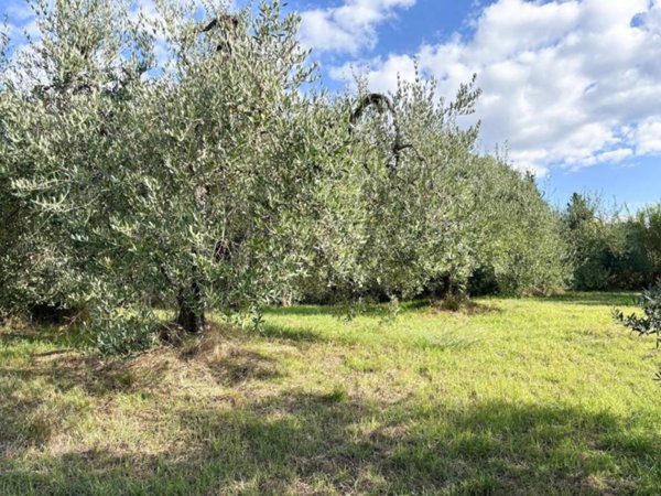 terreno agricolo in vendita ad Empoli in zona Corniola