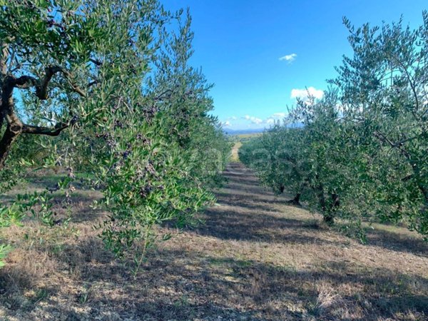 terreno agricolo in vendita ad Empoli