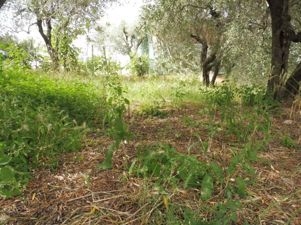 quadrivano in vendita ad Empoli in zona Monterappoli