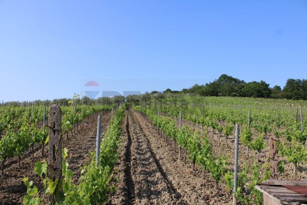 terreno agricolo in vendita ad Empoli in zona Monterappoli