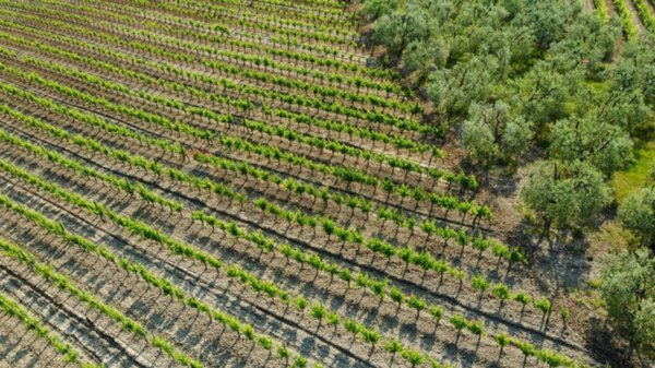 terreno agricolo in vendita ad Empoli in zona Monterappoli