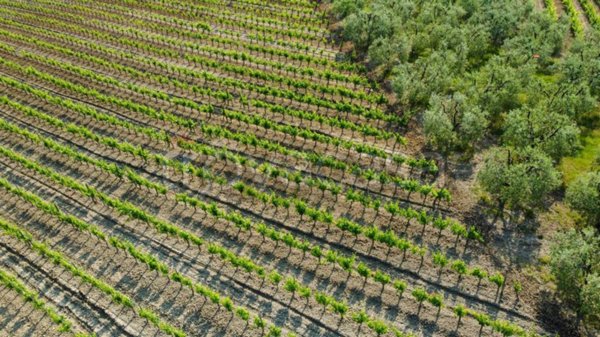 terreno agricolo in vendita ad Empoli in zona Monterappoli