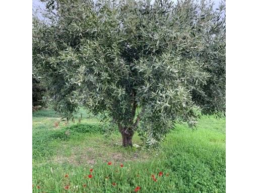 terreno agricolo in vendita ad Empoli in zona Monterappoli